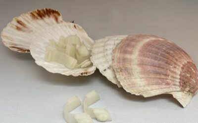À Dieppe, les coquilles Saint-Jacques sont transformées en objets utiles grâce à l’impression 3D